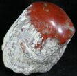 Pennsylvanian Aged Red Agatized Horn Coral - Utah #26375-1